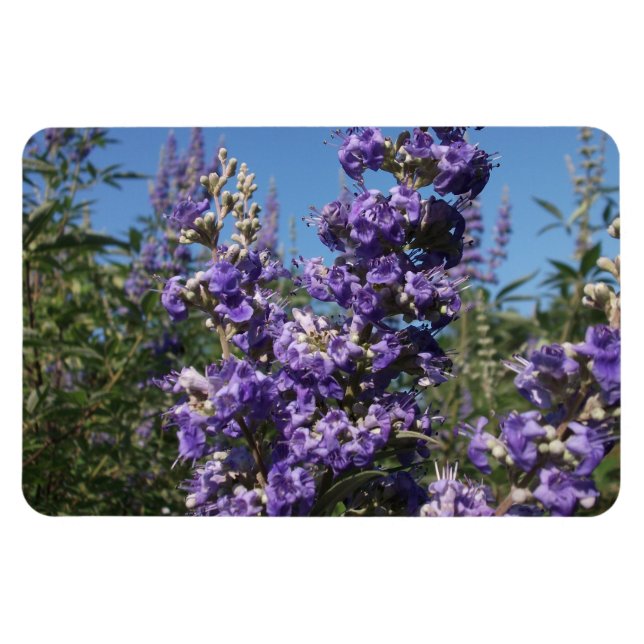 Chaste Tree Purple Flowers Magnet (Horizontal)