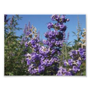 Chaste Tree Purple Flowers Photo Print