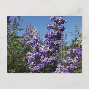 Chaste Tree Purple Flowers Postcard