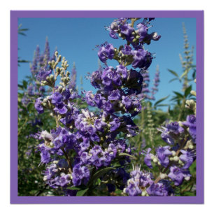 Chaste Tree Purple Flowers Poster
