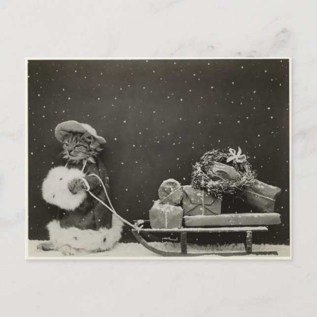 Chat traineau noël postcard (Front)