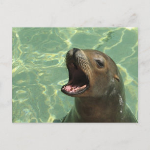Chatty Sea Lion Postcard