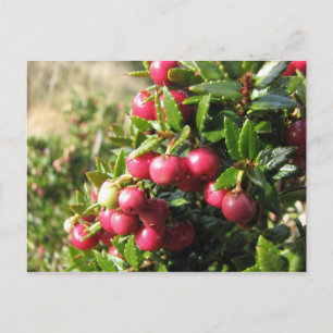 Chaura, Isla Navarino, Chile Postcard