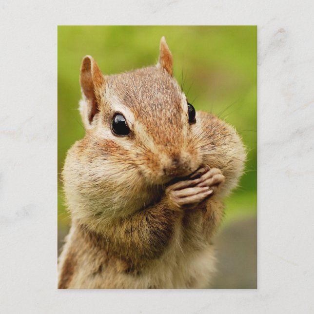 Cheeky Chipmunk Postcard (Front)