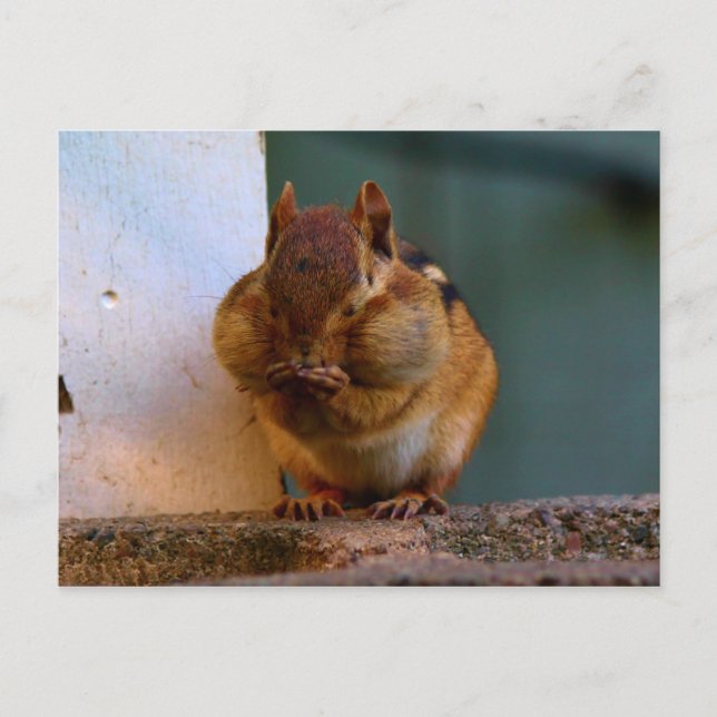 Cheeky Chipmunk Postcard (Front)