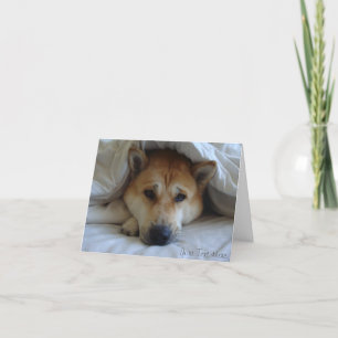 cheeky cute akita in bed original dog photo blank card
