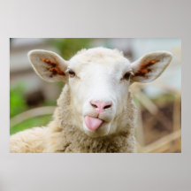 Cheeky funny sheep poking tongue out