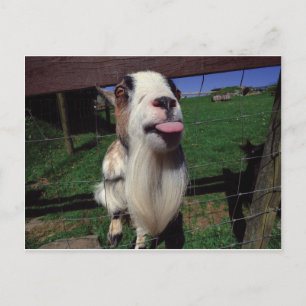 Cheeky Goat Postcard