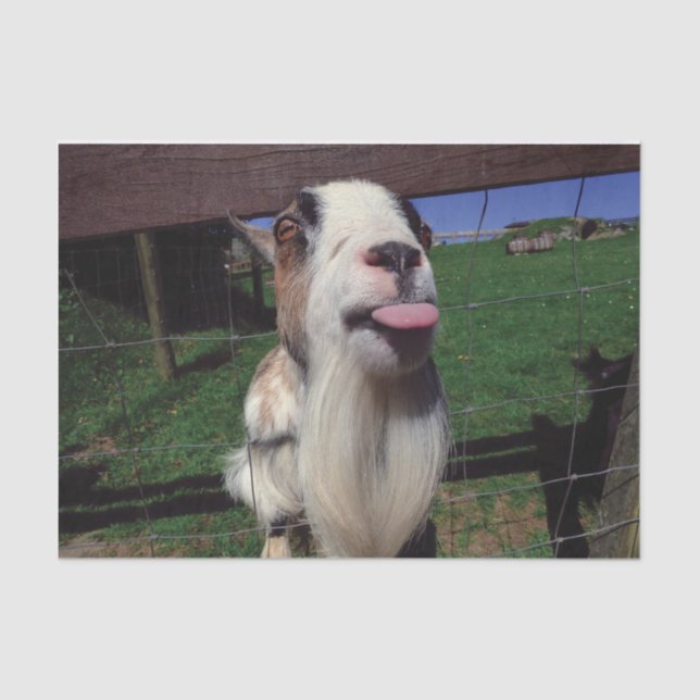 Cheeky Goat Tissue Paper (Front)