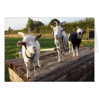 Cheeky Goats Card