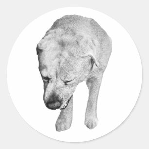 Cheeky Head-Down Lab, Feathered Tones Classic Round Sticker