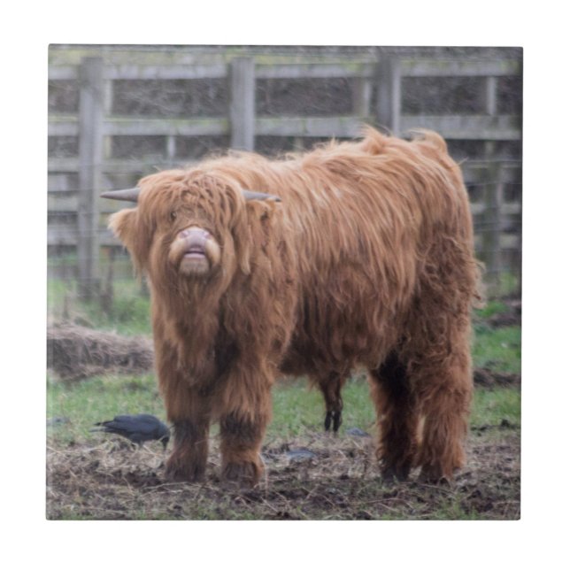 Cheeky Highland baby cow Jigsaw Puzzle Photo Print Tile (Front)
