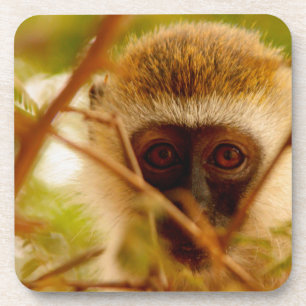 Cheeky Monkey. Coaster