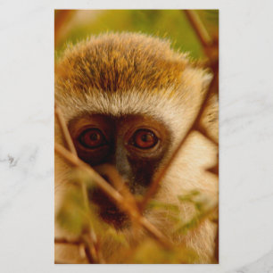 Cheeky Monkey. Stationery