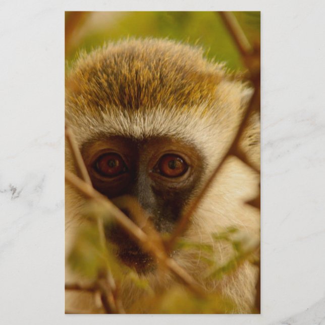 Cheeky Monkey. Stationery (Front)