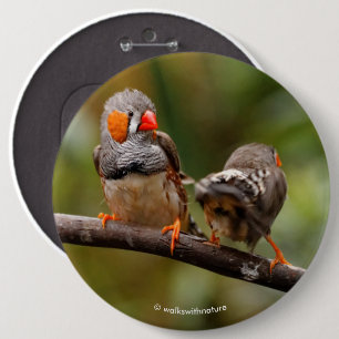 Cheeky Pair of Zebra Finches Songbirds 6 Cm Round Badge