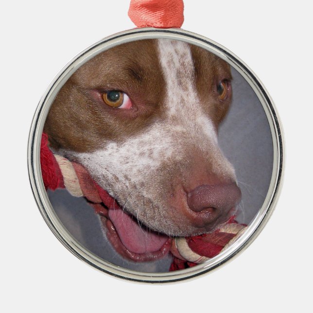 Cheeky Pitbull Metal Tree Decoration (Front)