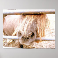 Cheeky Pony