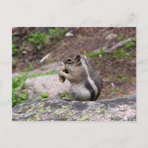 Cheeky Postcard