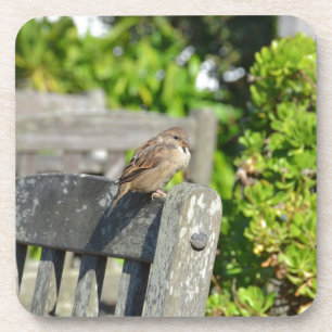 Cheeky Sparrow Coaster