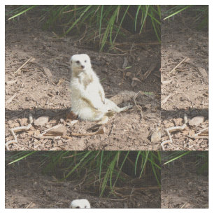 Cheeky White Meerkat, Fabric