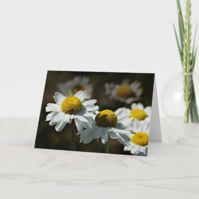 Cheerful daisies card (Front)