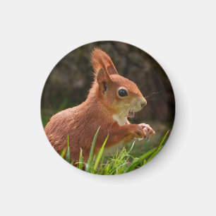 Cheerful Red Squirrel Magnet