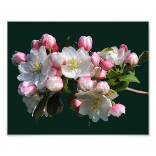 Cheerful Spring Crabapple Flower Blossoms 8x10 Photo Print