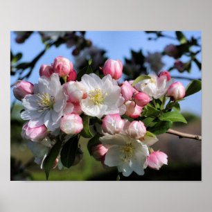 Cheerful Spring Crabapple Flower Blossoms  Poster