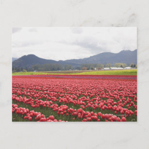 Cheerful tulip fields carpet Skagit Valley in Postcard