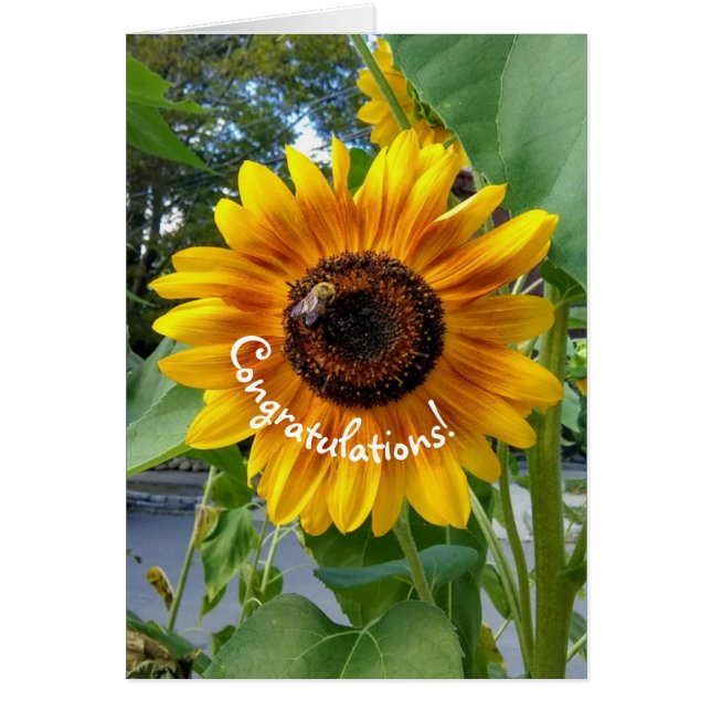 Cheerful Yellow Sunflower with Bee Congratulations (Front)