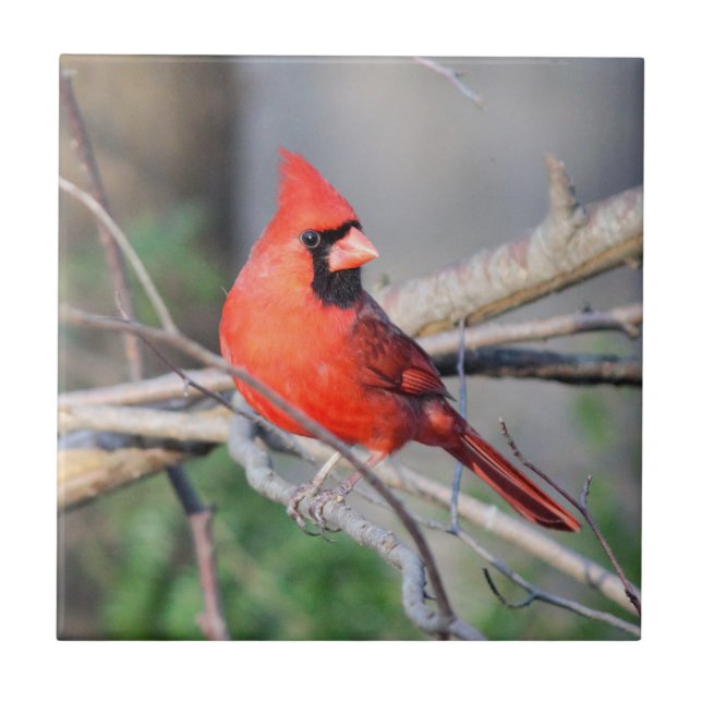 Cheery Cardinal Decorative Tile (Front)