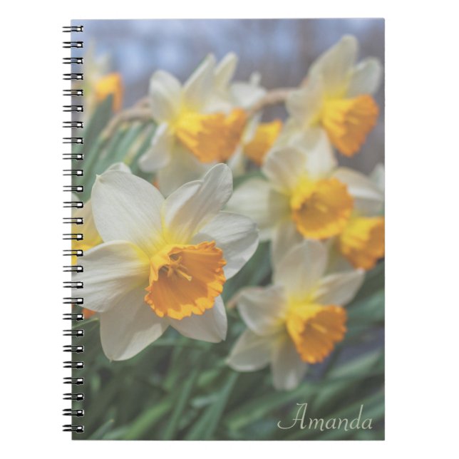 Cheery Daffodils (faded) Notebook (Front)