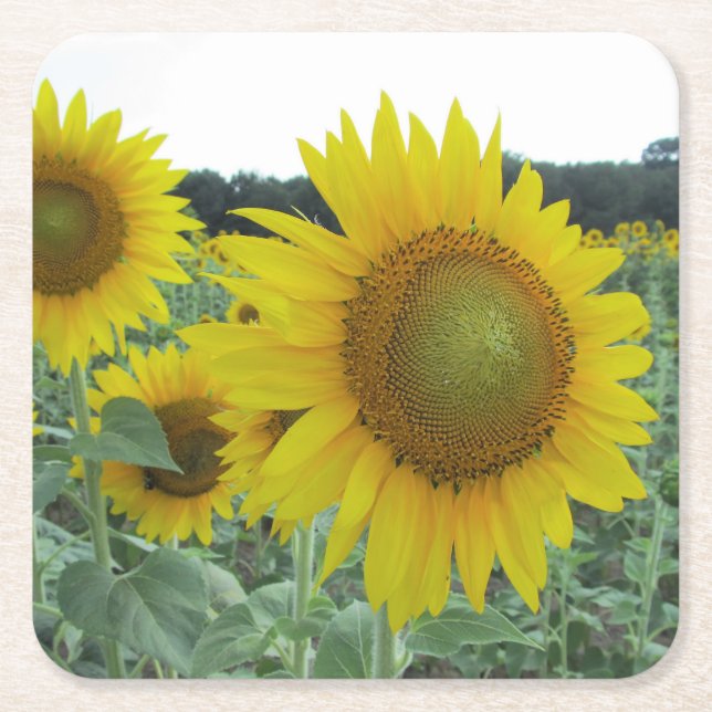 Cheery Sunflower Coasters (Front)
