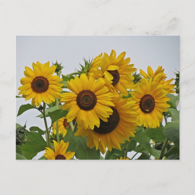 Cheery Sunflower Group Postcard (Front)