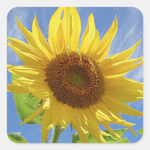 Cheery Sunflower on Sky Square Sticker