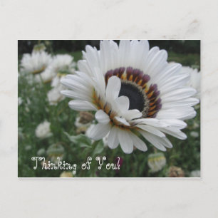 Cheery Thinking of You Postcard