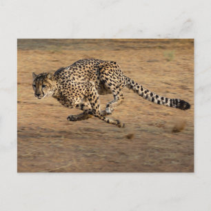 Cheeta Postcard
