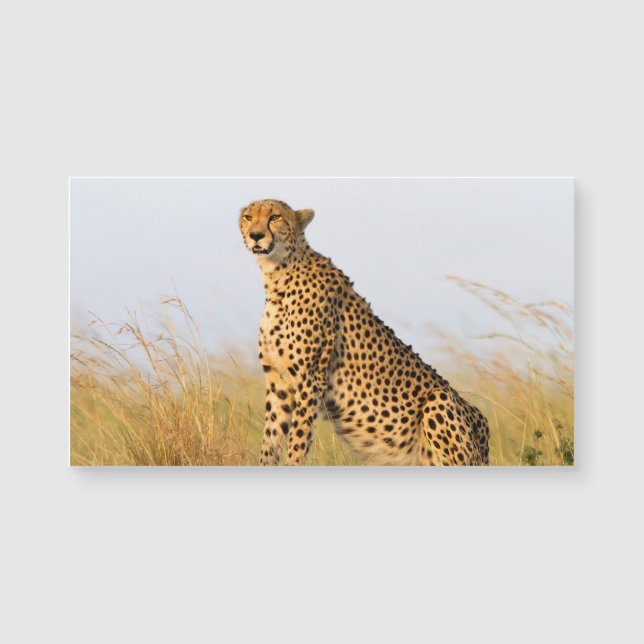 Cheetah (Front)