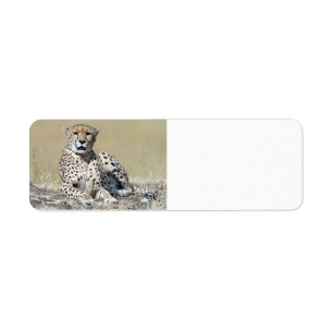 Cheetah