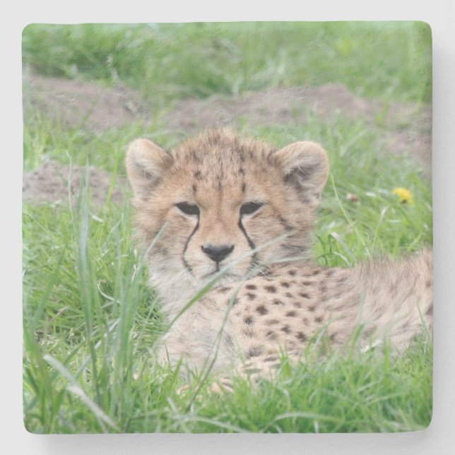 Cheetah20150904 Stone Coaster (Front)