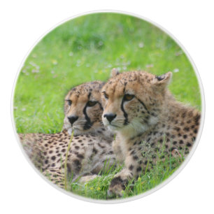 Cheetah 001 ceramic knob