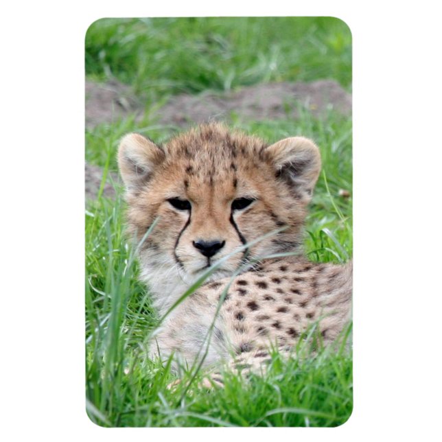 Cheetah 002 magnet (Vertical)