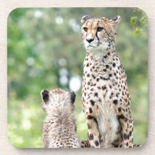 Cheetah 004 coaster