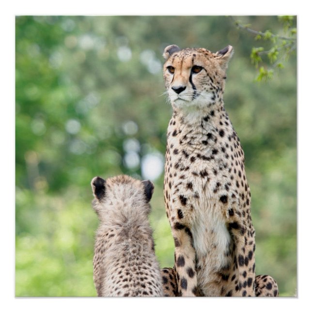 Cheetah 004 poster (Front)