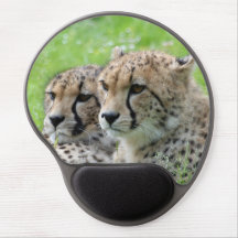 Cheetah 009