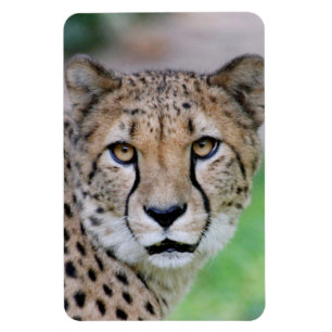 Cheetah 009 magnet