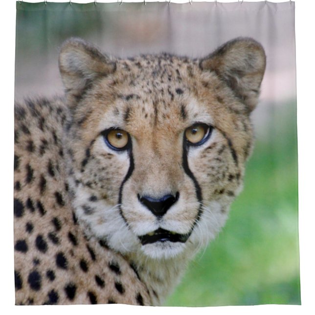 Cheetah 009 shower curtain (Front)