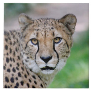 Cheetah 009 tile