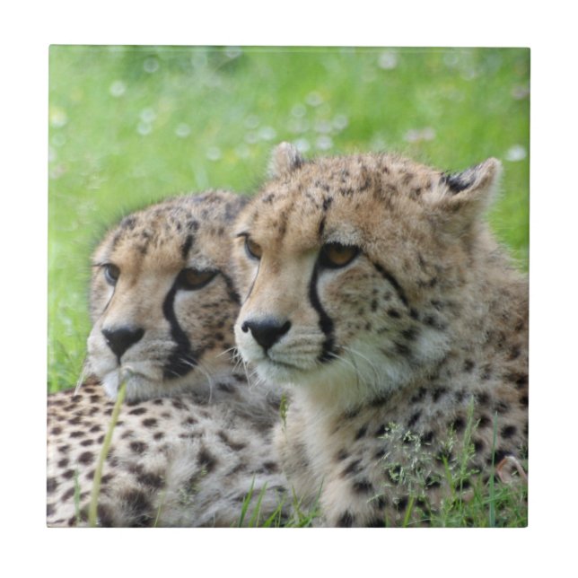 Cheetah 009 tile (Front)